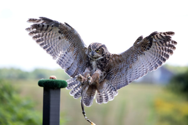 Chouette à voir ! Présentation d'oiseaux en vol