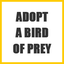 Adopt a Bird of Prey